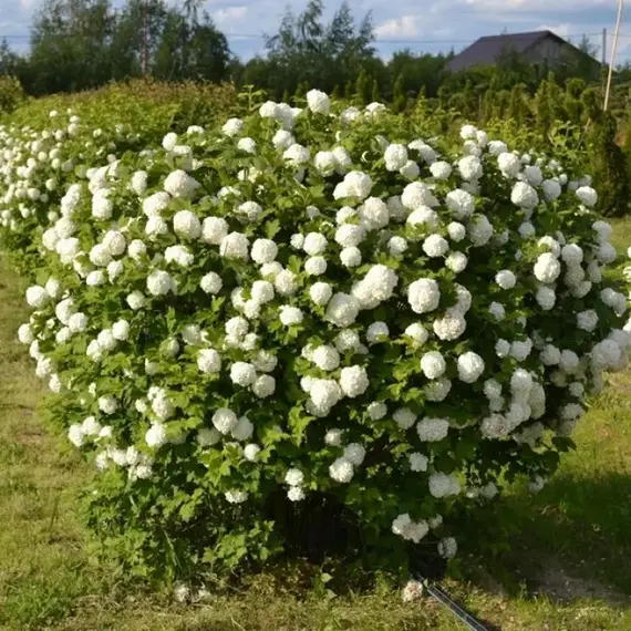 Калина обыкновенная Розеум (Бульденеж)