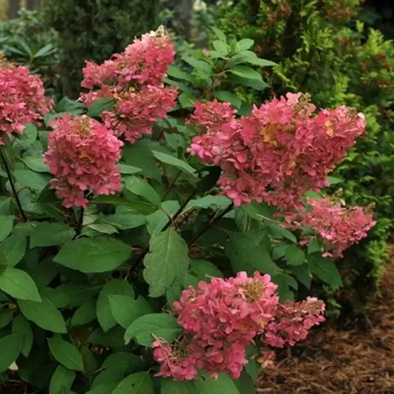 Гортензия метельчатая Пинк Даймонд