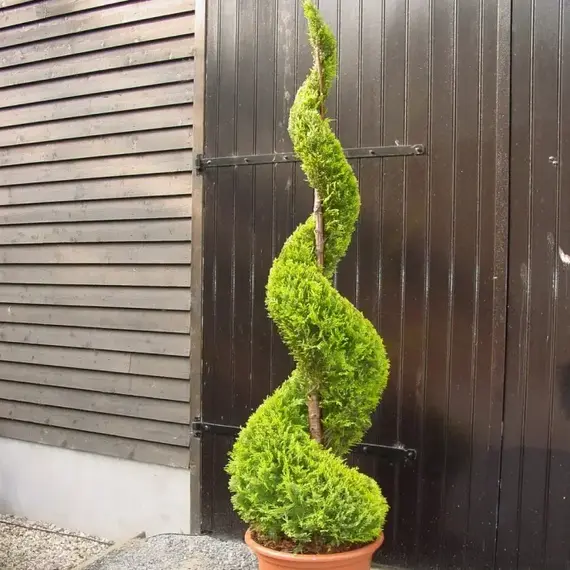 Туя западная Смарагд бонсай спираль