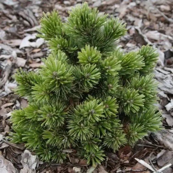 Сосна остистая / аристата Шервуд Компакт