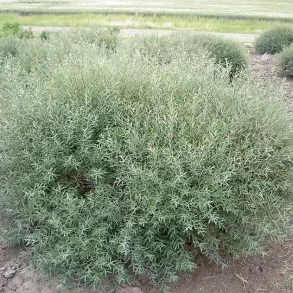 Ива пурпурная Нана