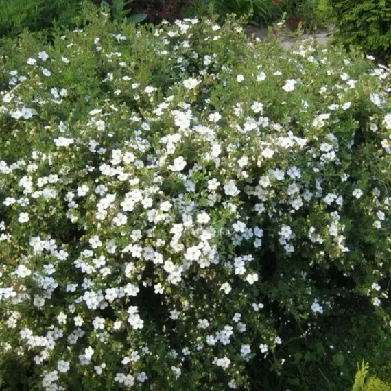 Лапчатка кустарниковая Абботсвуд