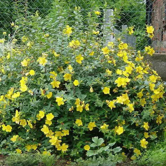 Зверобой Раскидистый Хидкот