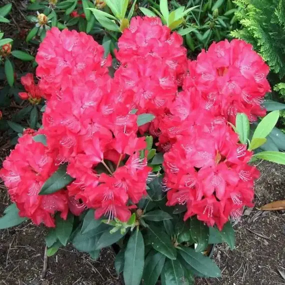 Рододендрон Владислав Ягелло