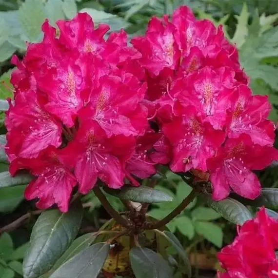 Рододендрон Казимир Вилки