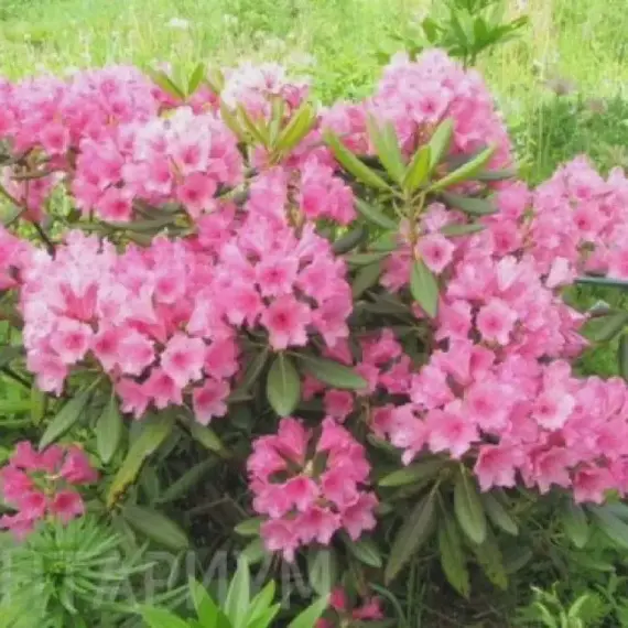 Рододендрон Гаага