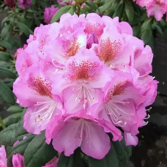 Рододендрон Казимир Одновичел