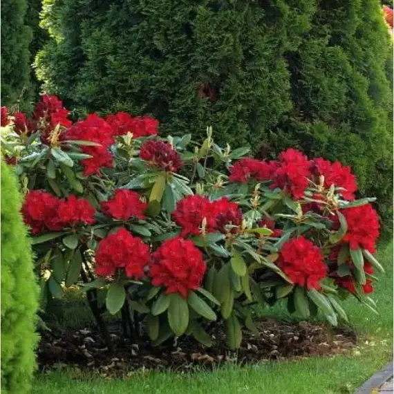 Рододендрон Франческа