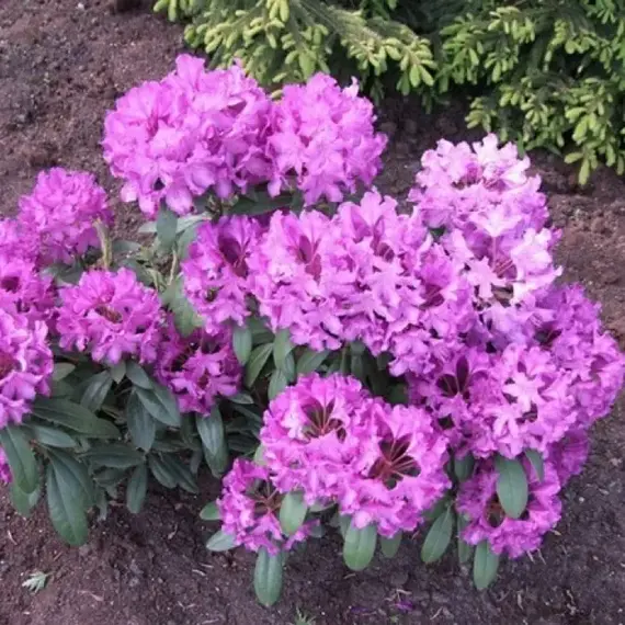 Рододендрон Болеслав Храбрый