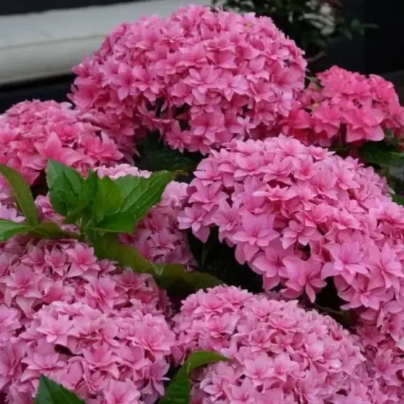 Гортензия крупнолистная Ю энд Ми Перфекшн