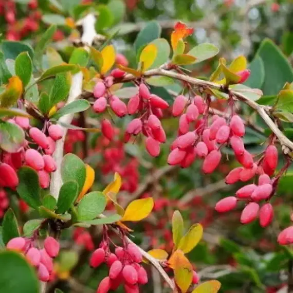 Барбарис обыкновенный