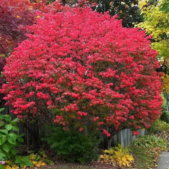 Бересклет крылатый Чикаго Файер