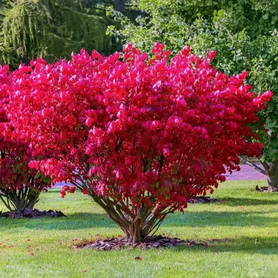 Бересклет европейский Ред Каскад