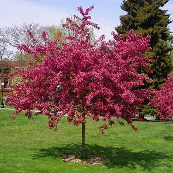 Боярышник обыкновенный Пауль