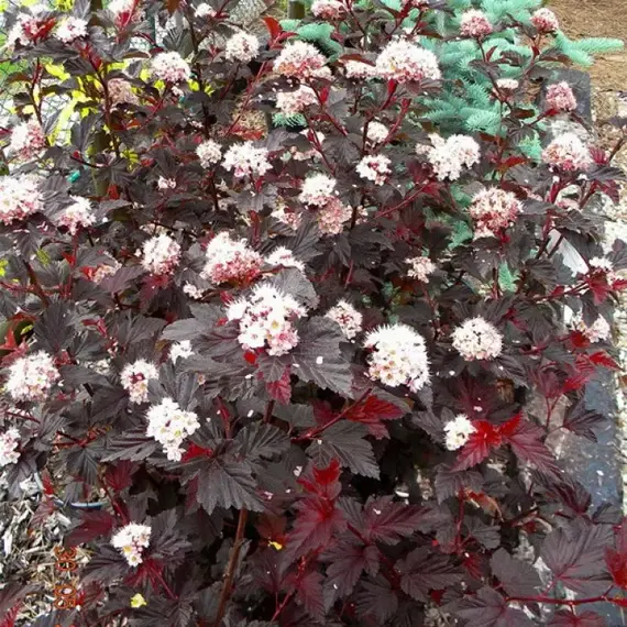 Пузыреплодник калинолистный Леди ин Ред