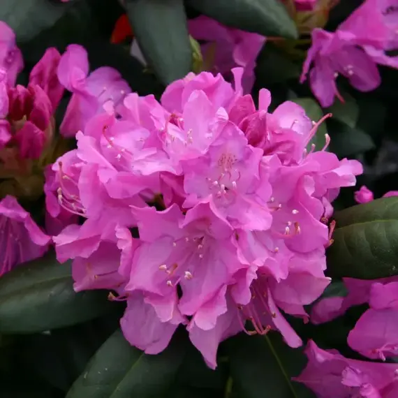 Рододендрон Розеум Элеганс
