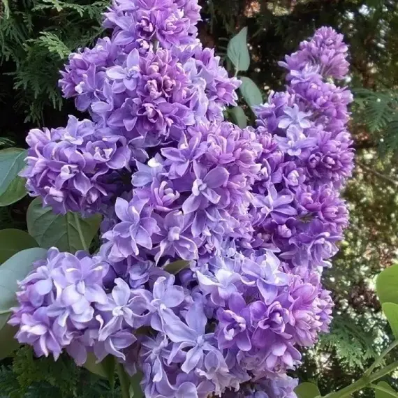 Сирень обыкновенная Надежда