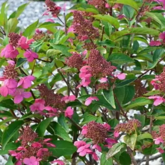 Гортензия метельчатая Прим Ред