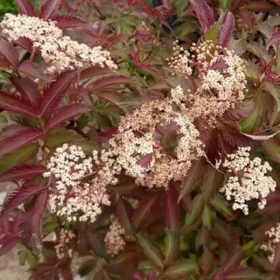 Бузина черная Серенада