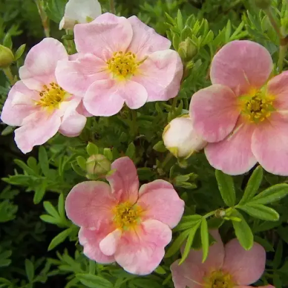 Лапчатка кустарниковая Пинк Виспер