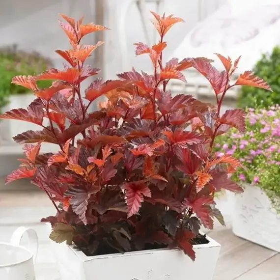 Пузыреплодник калинолистный Литтл Ангел