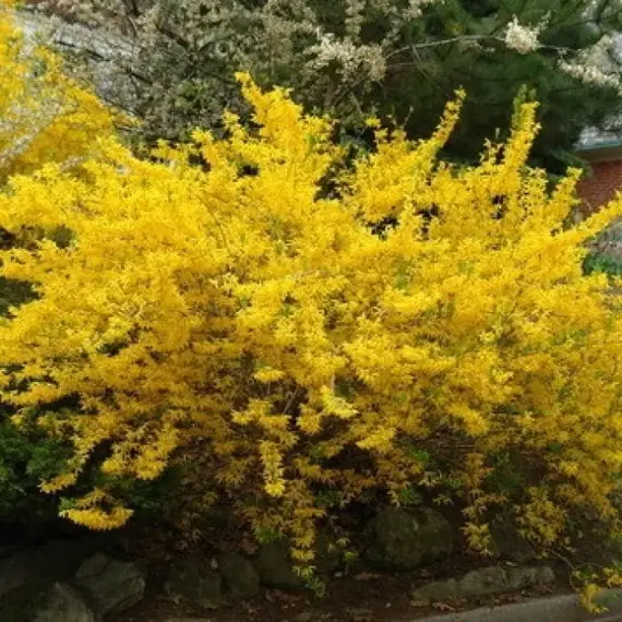 Форзиция промежуточная Линвуд