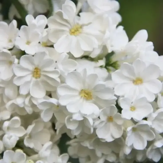 Сирень обыкновенная Рочестер