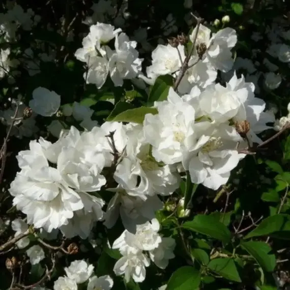 Чубушник Букет Бланк