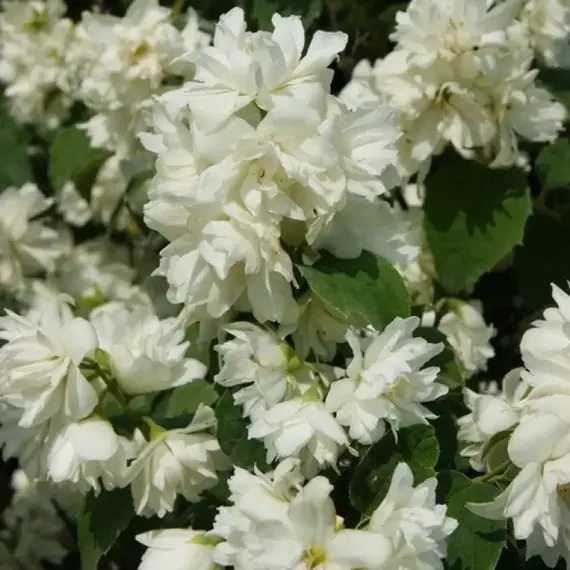 Чубушник Шнеештурм