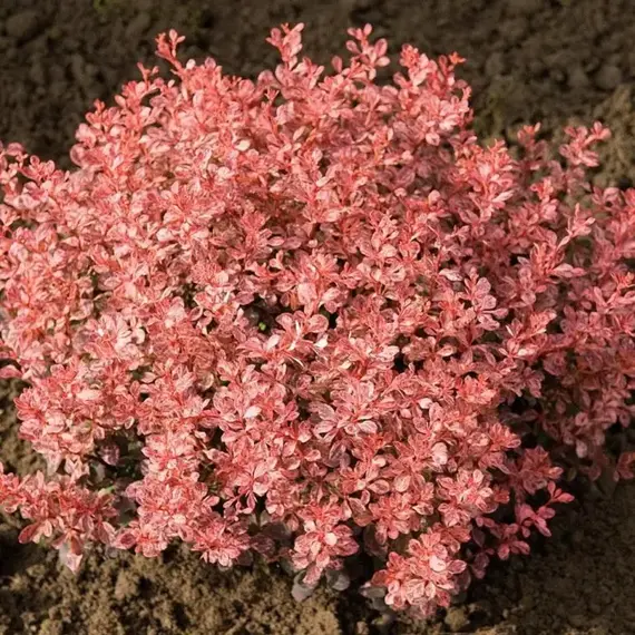 Барбарис тунберга Инспирейшн