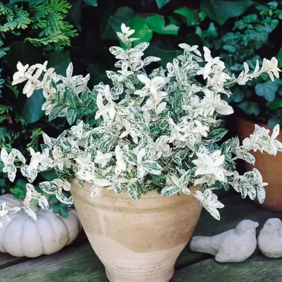 Бересклет Форчуна Арлекин