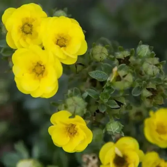 Лапчатка кустарниковая Цитрус Тарт