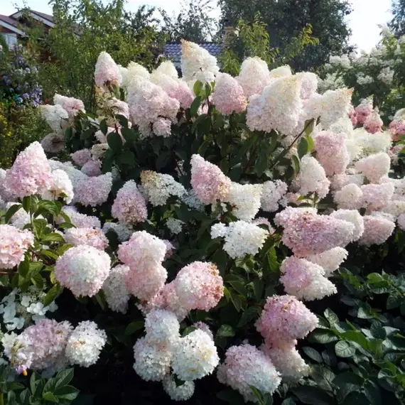 Гортензия метельчатая Саммер Лав