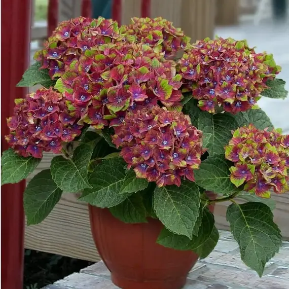 Гортензия крупнолистная Шлосс Вакербарт