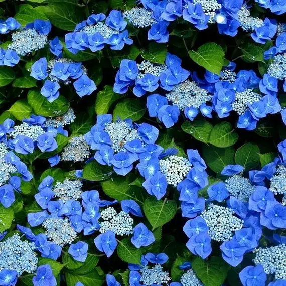 Гортензия крупнолистная Блаумайзе