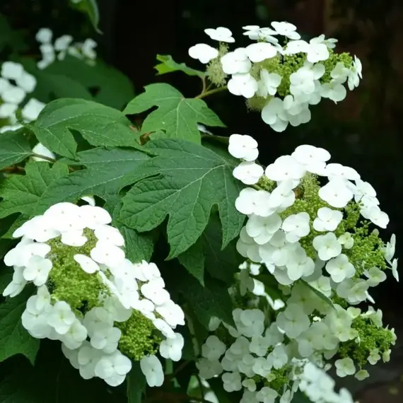 Гортензия дуболистная Сайкс Дварф