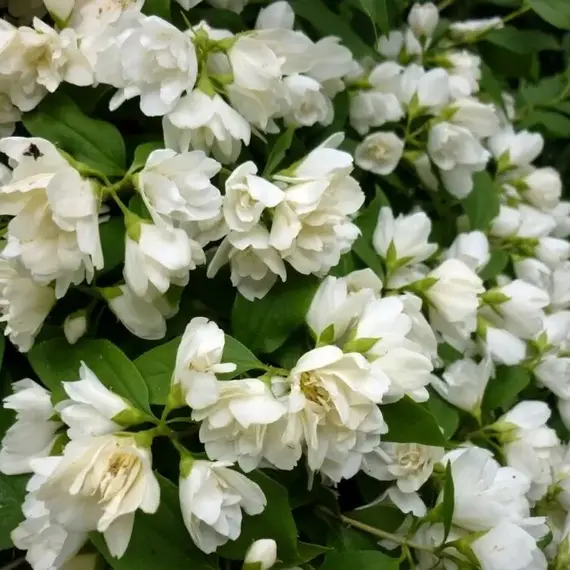 Чубушник Манто Д'Эрмин (Горностаевая Мантия)