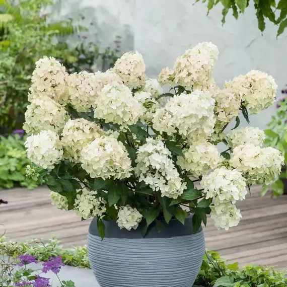 Гортензия метельчатая Петит Стар