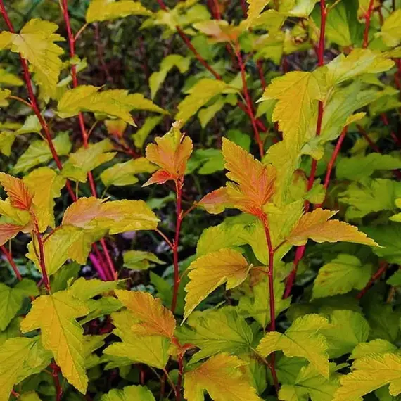 Пузыреплодник калинолистный Мэджикал Рэспберри Лимон