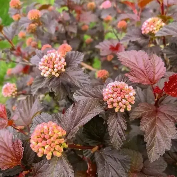 Пузыреплодник калинолистный Мэджикал Свит Черри Ти