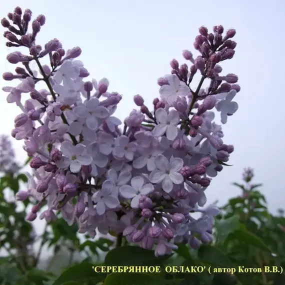 Сирень гиацинтовая