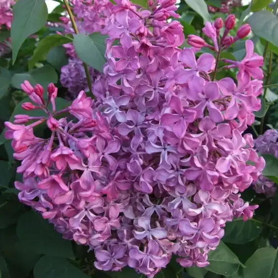 Сирень обыкновенная Блестящая