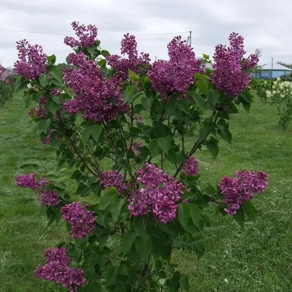 Сирень обыкновенная Закат