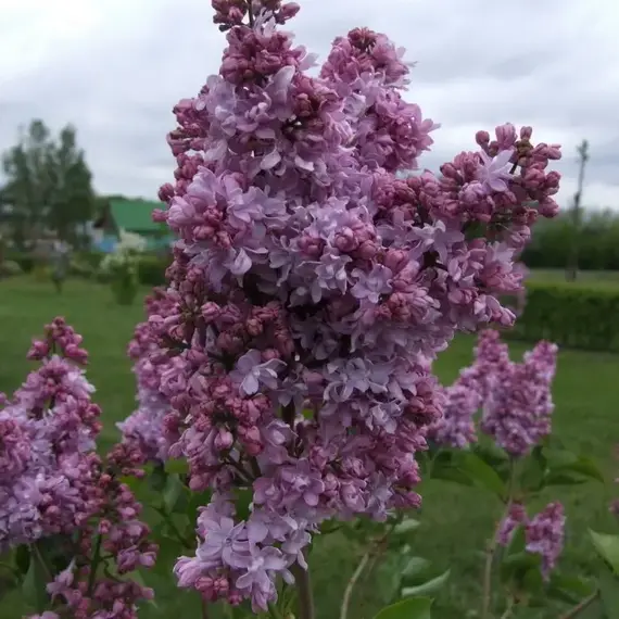 Сирень обыкновенная Лиловая