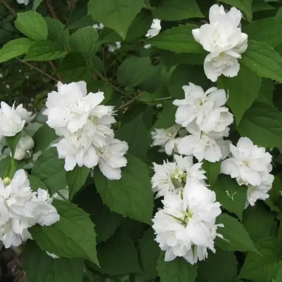 Чубушник Зоя Космодемьянская