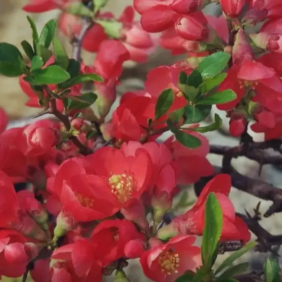 Айва (Хеномелес) средняя Элли Моссел