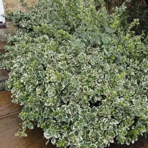 Бересклет форчуна Эмеральд Гаети