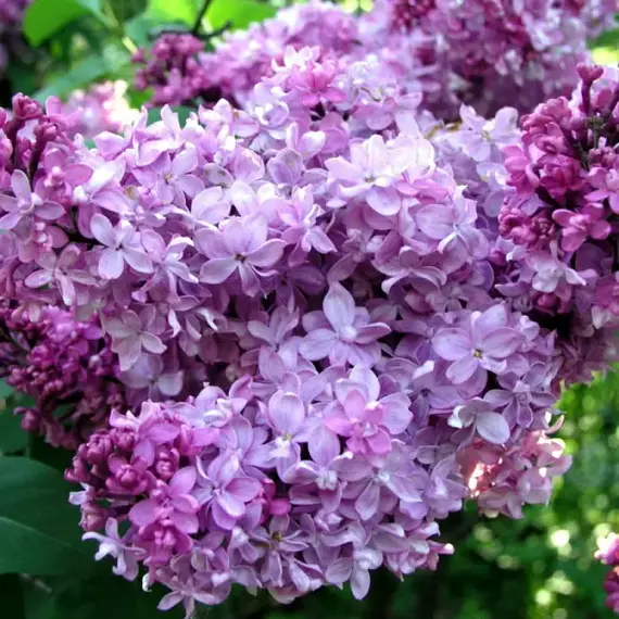 Сирень обыкновенная Миссис Эдвард Хардинг