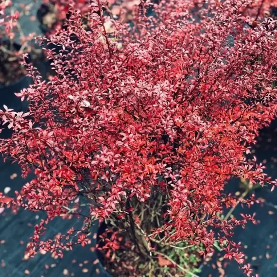 Барбарис тунберга Ред Дрим