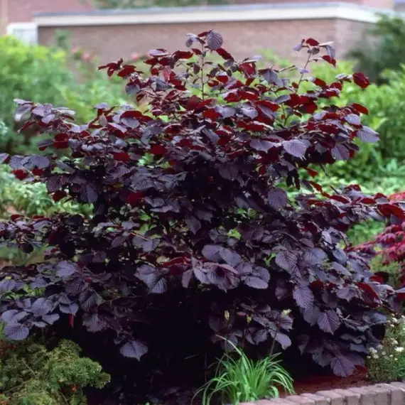 Лещина (Орешник) большая Пурпуреа